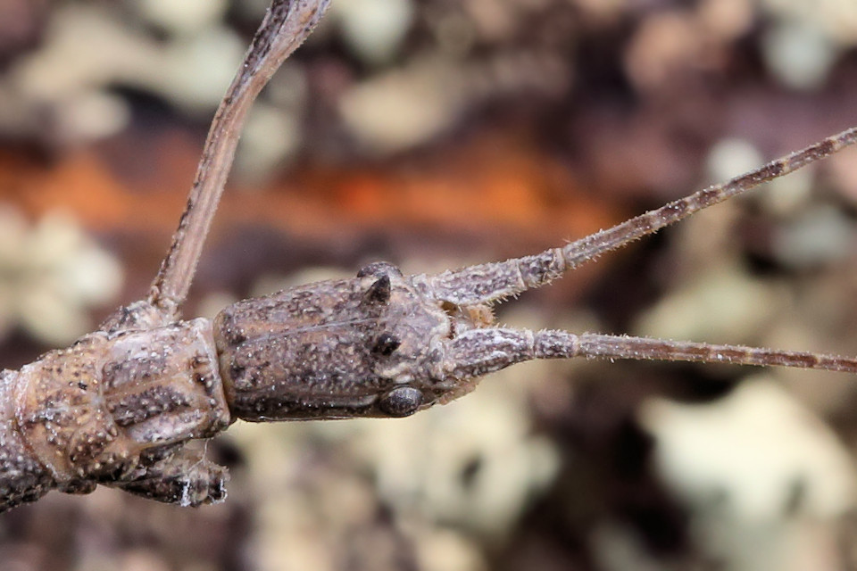 Stick Insect (Hyrtacus tuberculatus) (Hyrtacus tuberculatus)